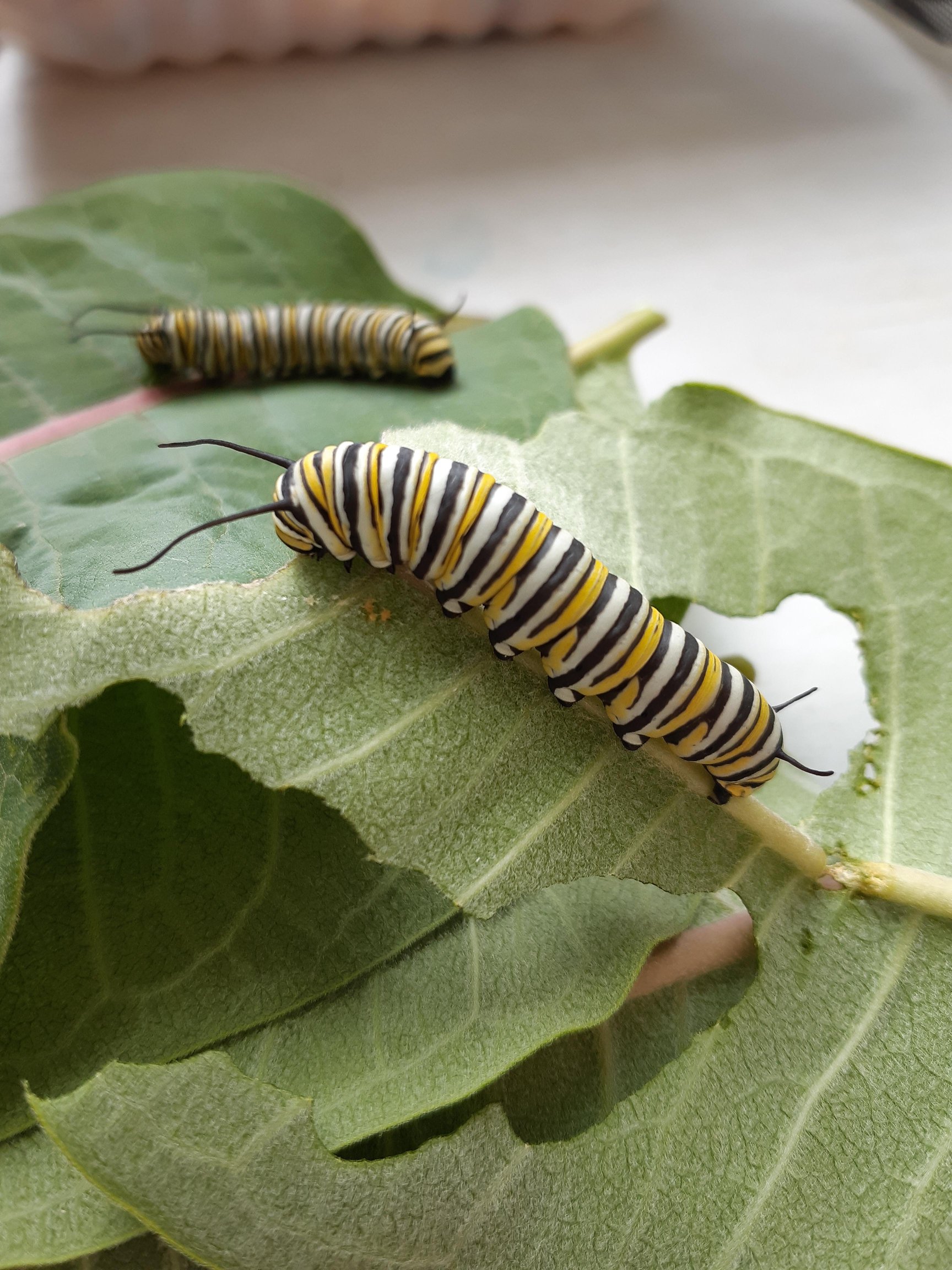 cool-facts-about-monarch-butterflies